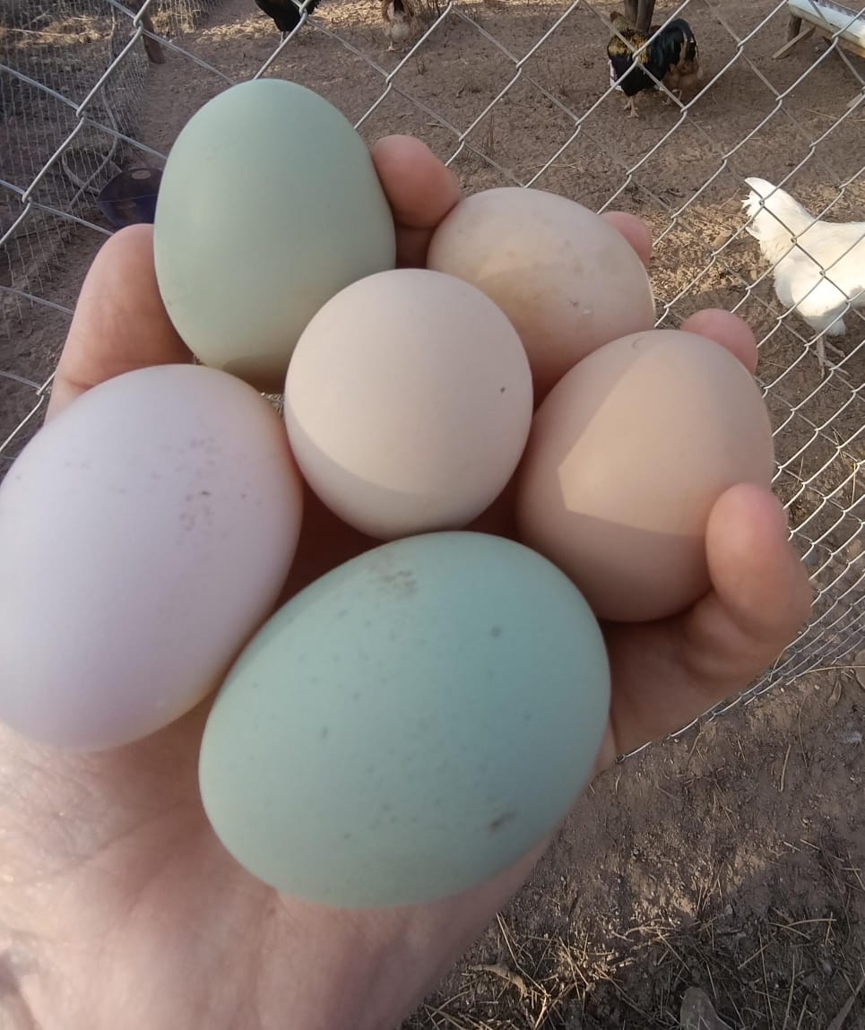 Huevos de granja: aplicación avícola del carbonato de calcio